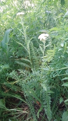 Achillea millefolium