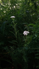 Achillea millefolium