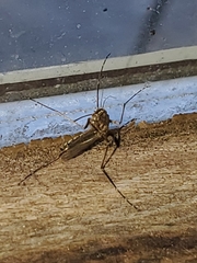 Culicinae