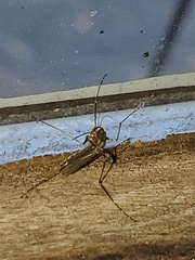 Culicinae