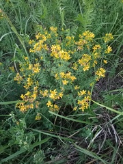 Hypericum perforatum