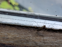 Culicinae