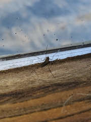 Culicinae