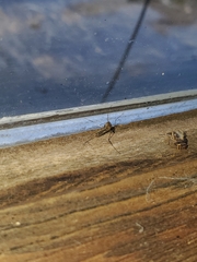 Culicinae