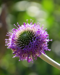 Chresta sphaerocephala