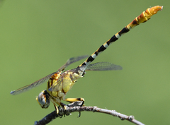 Erpetogomphus designatus