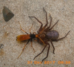 Cryptocheilus australis