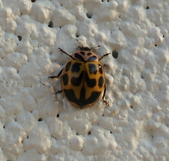 Neoharmonia venusta