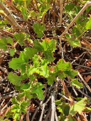 Pelargonium scabroide