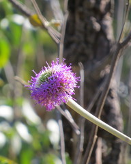 Chresta sphaerocephala