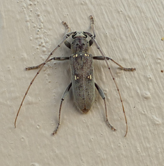 Eburia mutica