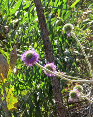 Chresta sphaerocephala