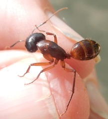 Camponotus americanus