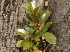 Ficus americana
