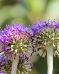 Chresta sphaerocephala