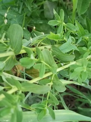 Hypericum perforatum