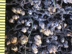 Selaginella eremophila