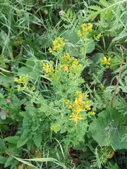 Hypericum perforatum