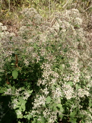 Salpianthus arenarius