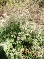 Salpianthus arenarius