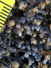 Selaginella eremophila