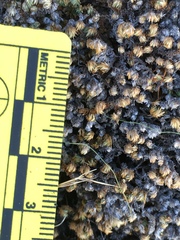 Selaginella eremophila