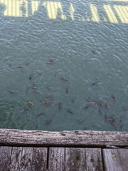 Cyprinus rubrofuscus