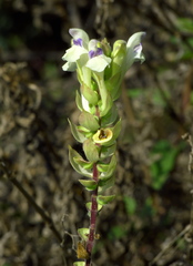 Scutellaria supina