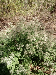 Salpianthus arenarius