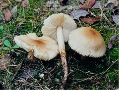Leucoinocybe lenta
