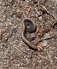 Californiulus yosemitensis