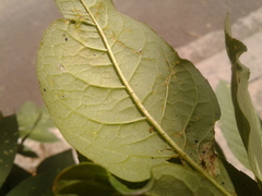 Tropidosteptes chapingoensis
