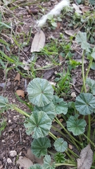 Malva pusilla
