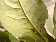 Tropidosteptes chapingoensis