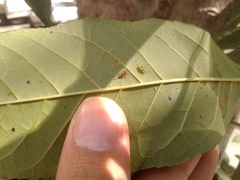 Tropidosteptes chapingoensis