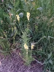 Linaria vulgaris