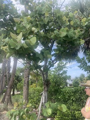 Coccoloba uvifera