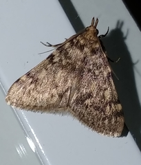 Aglossa pinguinalis