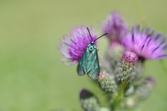 Jordanita globulariae