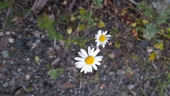 Tripleurospermum inodorum