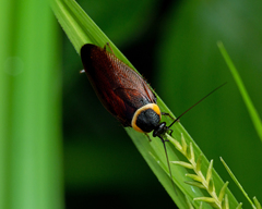 Hemithyrsocera palliata