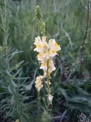 Linaria vulgaris