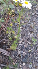 Tripleurospermum inodorum