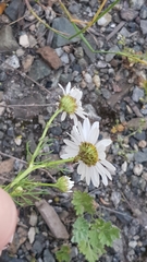 Tripleurospermum inodorum