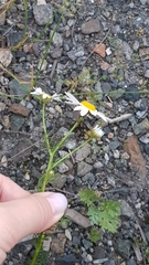 Tripleurospermum inodorum