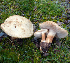 Chamaemyces fracidus