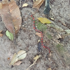 Micrurus corallinus
