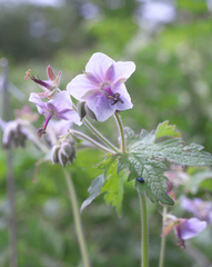 Geranium reinii