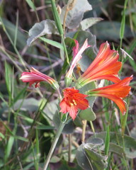 Alstroemeria gardneri