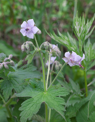 Geranium reinii